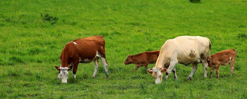 什么品種牛繁殖最快，繁殖能力最強(qiáng)？