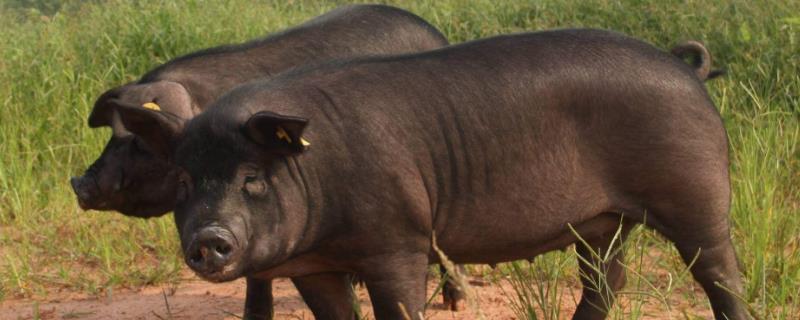 中國(guó)豬肉產(chǎn)量多少？產(chǎn)能缺口有多大？