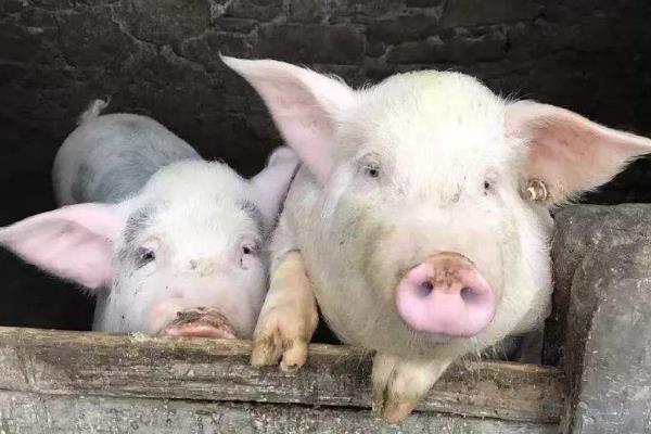 中國(guó)豬肉產(chǎn)量多少?產(chǎn)能缺口有多大?