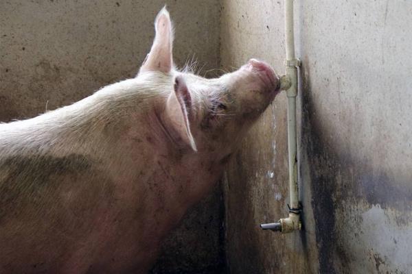 中國(guó)豬肉產(chǎn)量多少?產(chǎn)能缺口有多大?