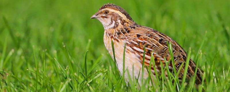 公鵪鶉一直叫怎么辦?為什么一直叫?