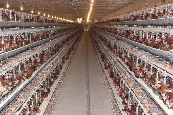 養殖蛋雞的利潤和風險(附成本分析)