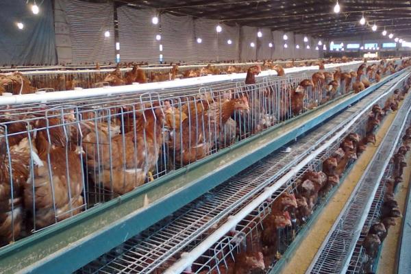 養殖蛋雞的利潤和風險(附成本分析)