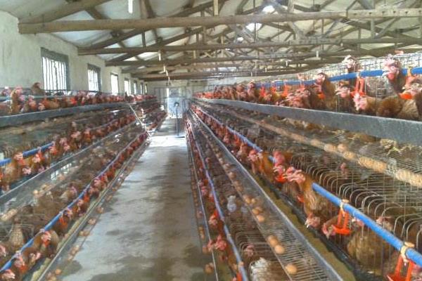 養殖蛋雞的利潤和風險(附成本分析)