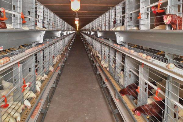 養殖蛋雞的利潤和風險(附成本分析)