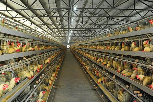 養殖蛋雞的利潤和風險(附成本分析)