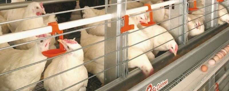 養(yǎng)殖蛋雞的利潤(rùn)和風(fēng)險(xiǎn)(附成本分析)