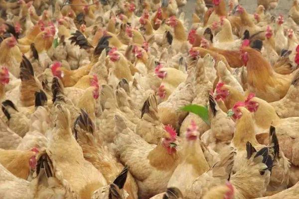 養殖蛋雞的利潤和風險(附成本分析)