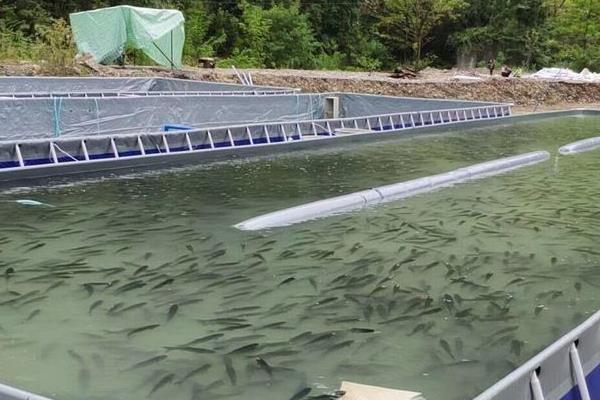 高密度養(yǎng)殖魚池的建設(shè)方案