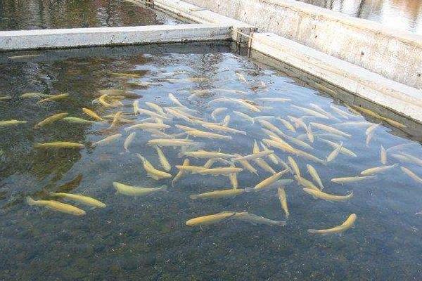 高密度養(yǎng)殖魚池的建設(shè)方案