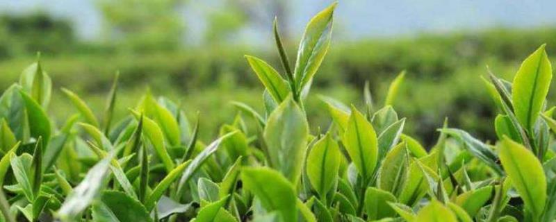 冬天上火適合喝什么茶