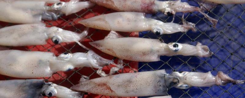 魷魚是發(fā)物嗎？魷魚是海鮮嗎？