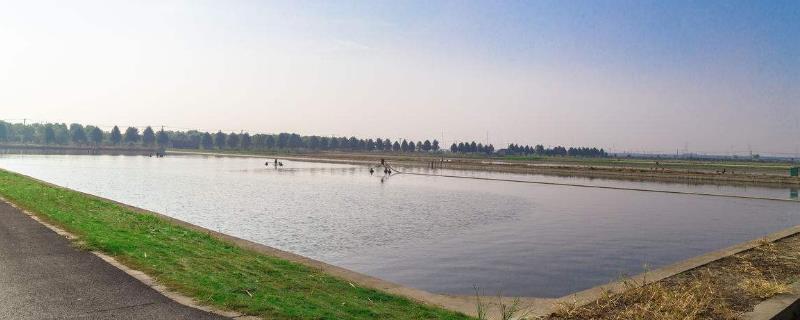 高密度養殖魚池的建設方案