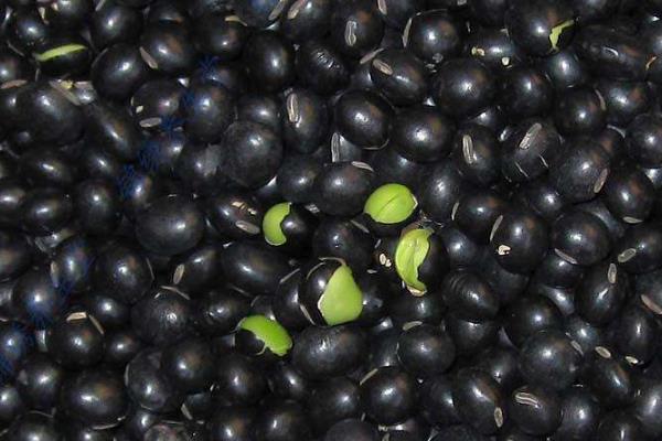 黑豆發芽了還能吃嗎，還能煮粥打豆漿嗎