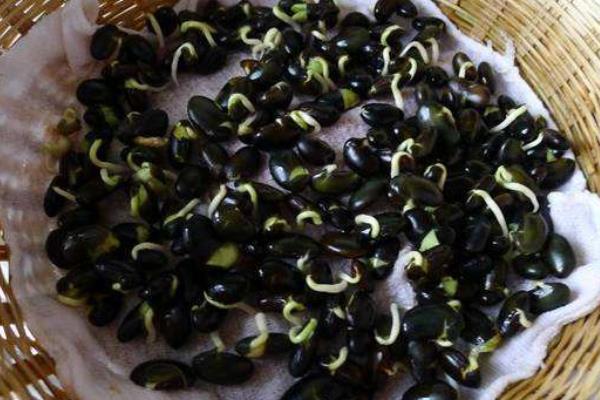 黑豆發芽了還能吃嗎，還能煮粥打豆漿嗎