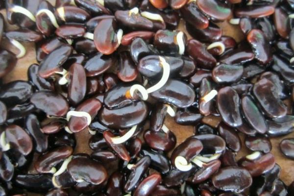 黑豆發芽了還能吃嗎，還能煮粥打豆漿嗎