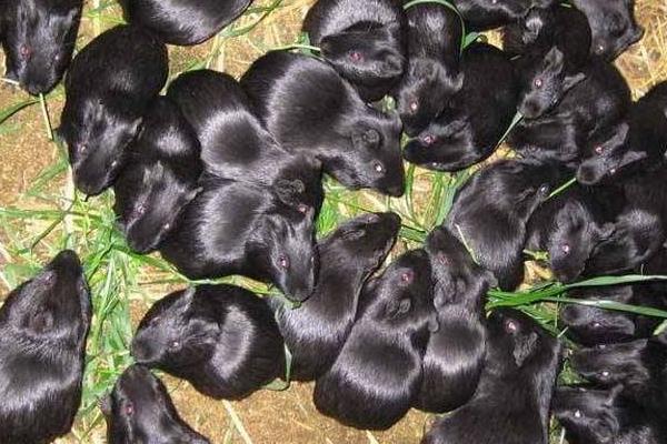 黑豚市場(chǎng)價(jià)才20一只嗎？附黑豚市場(chǎng)價(jià)格