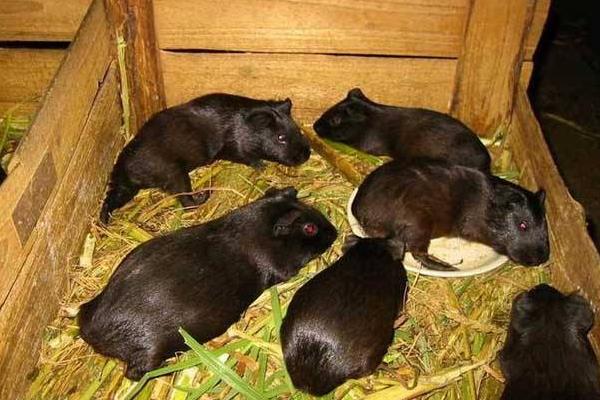 黑豚市場(chǎng)價(jià)才20一只嗎？附黑豚市場(chǎng)價(jià)格