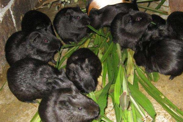 黑豚市場(chǎng)價(jià)才20一只嗎？附黑豚市場(chǎng)價(jià)格