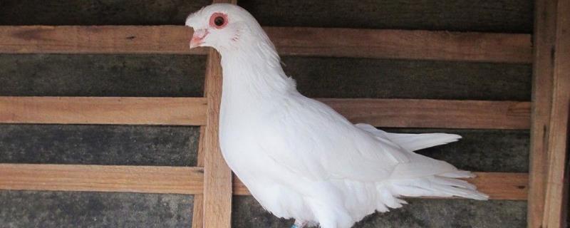 鴿子蛋涼一夜有事嗎？還能不能孵出小鴿子？