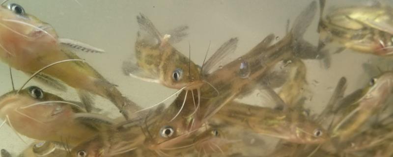 黃骨魚養殖風險大嗎？（附養殖條件）