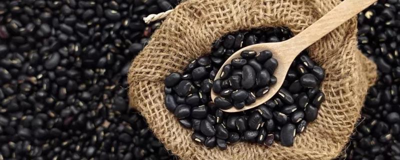 黑豆發芽了還能吃嗎，還能煮粥打豆漿嗎