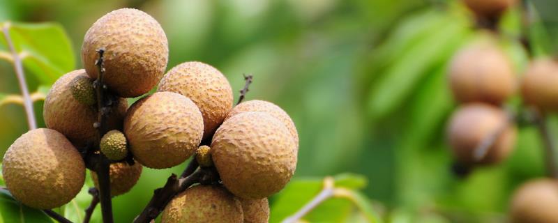 龍眼長芽了肉還能吃嗎？龍眼長白毛了還能吃嗎？