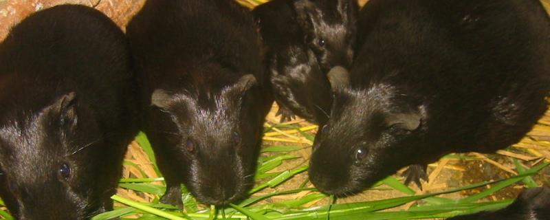 黑豚市場(chǎng)價(jià)才20一只嗎？附黑豚市場(chǎng)價(jià)格