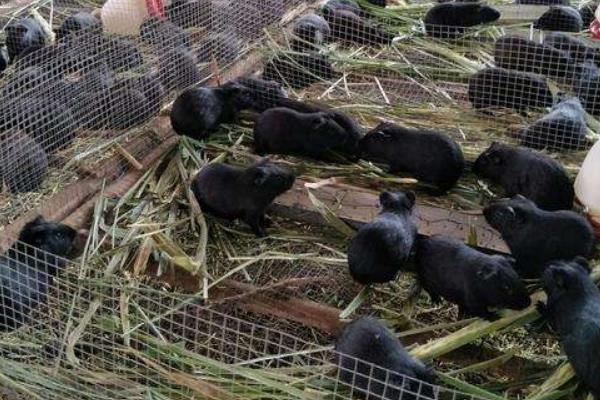 黑豚市場(chǎng)價(jià)才20一只嗎？附黑豚市場(chǎng)價(jià)格