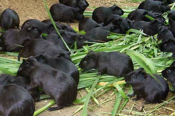 黑豚市場(chǎng)價(jià)才20一只嗎？附黑豚市場(chǎng)價(jià)格