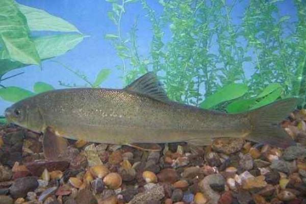 野生裂腹魚多少一斤,野生裂腹魚怎樣鉤魚