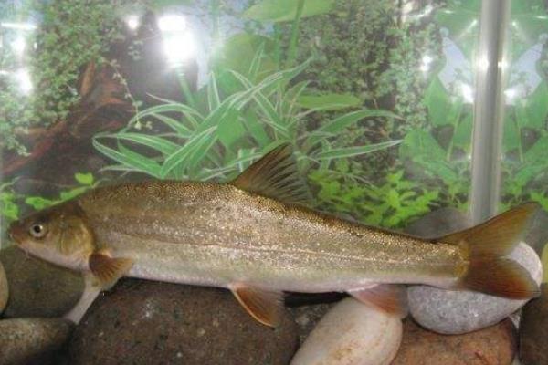 野生裂腹魚多少一斤,野生裂腹魚怎樣鉤魚