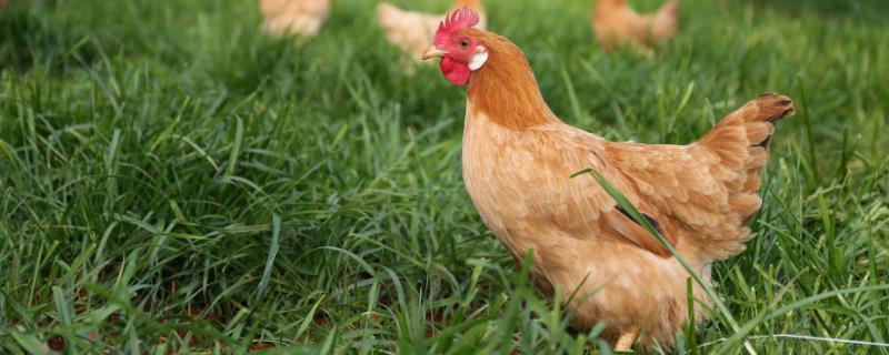 雞閉眼縮頭精神不振是什么病?吃什么藥?