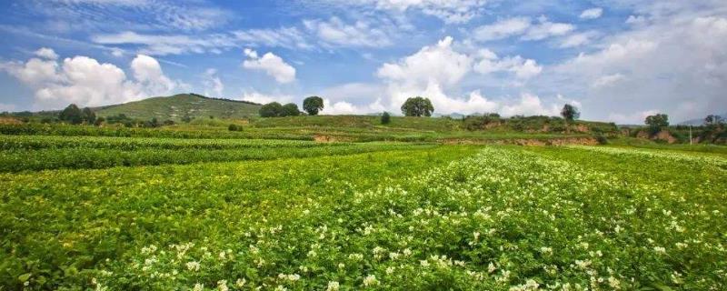 適合農村創業的小項目有哪些啊