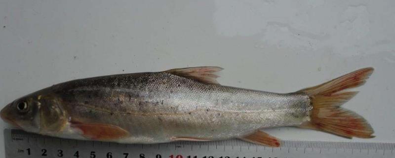 野生裂腹魚多少一斤