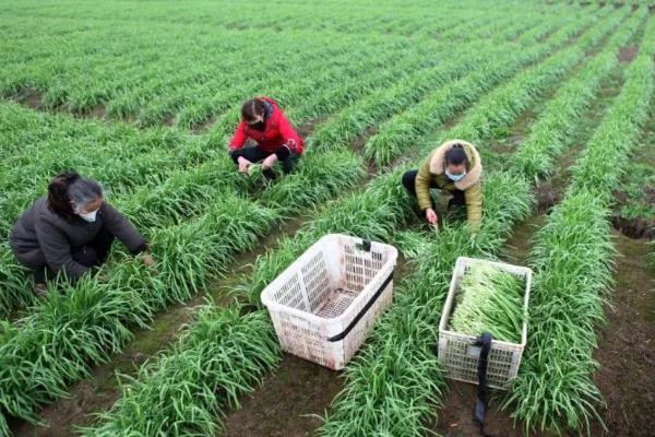 韭菜最后一次收割時間是什么時候(幾月)