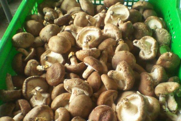 香菇放久了變黑還能吃嗎，香菇時間長了發黑還能吃嗎