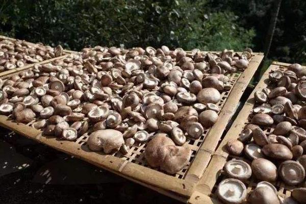 香菇放久了變黑還能吃嗎，香菇時間長了發黑還能吃嗎