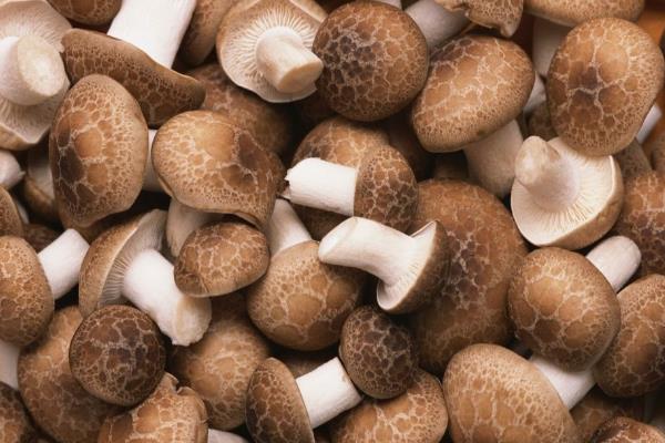 香菇放久了變黑還能吃嗎，香菇時間長了發黑還能吃嗎