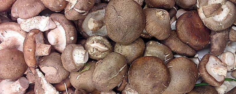 香菇放久了變黑還能吃嗎，香菇時間長了發黑還能吃嗎