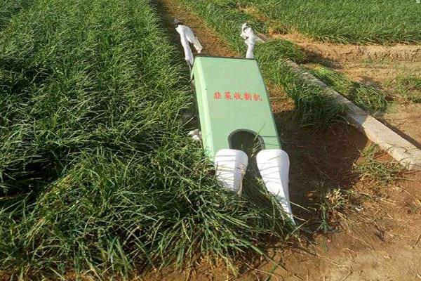 韭菜最后一次收割時間是什么時候(幾月)