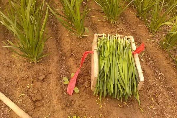 韭菜最后一次收割時間是什么時候(幾月)