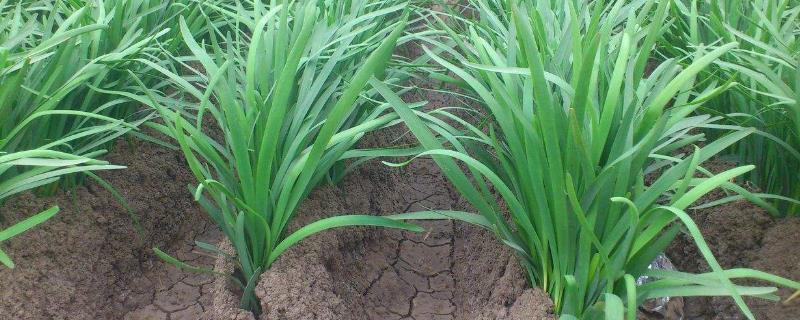 韭菜最后一次收割時間是什么時候(幾月)