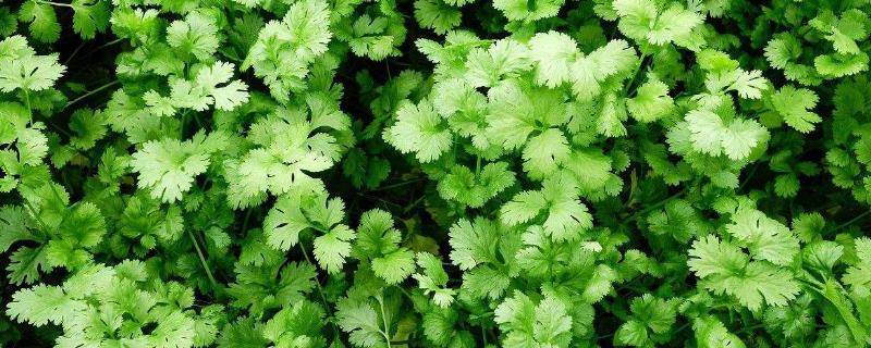 香菜可以生吃嗎？有細(xì)菌嗎