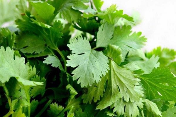 香菜可以生吃嗎？有細(xì)菌嗎