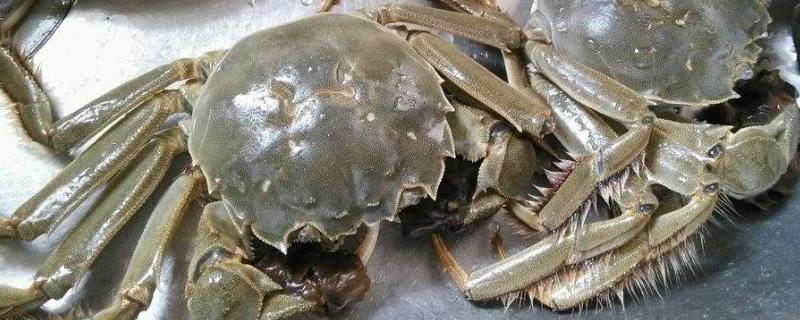 速凍螃蟹能吃嗎？直接蒸還是解凍蒸？