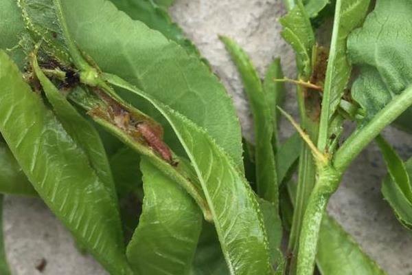 梨食心蟲防治時間，建議用這些特效藥