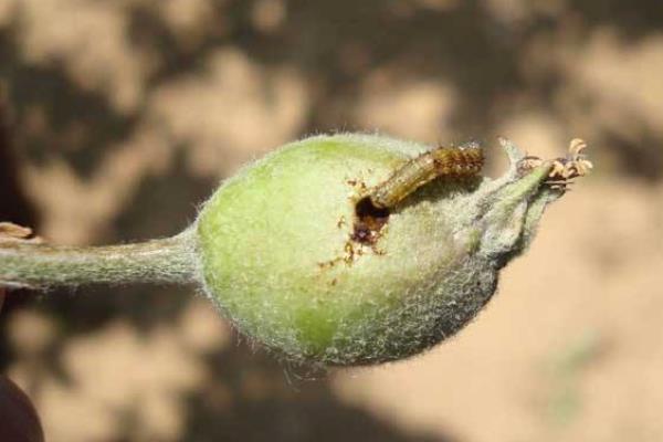 梨食心蟲防治時間，建議用這些特效藥