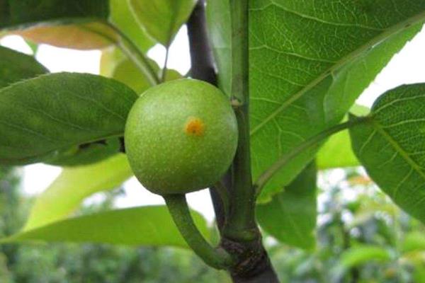 梨食心蟲防治時間，建議用這些特效藥