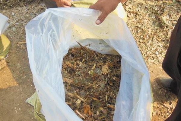 青儲飼料的制作方法，要用什么